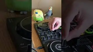 Dj parrot #funny bird ✌️