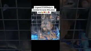 Donate to save life🐶🐶💔🙏