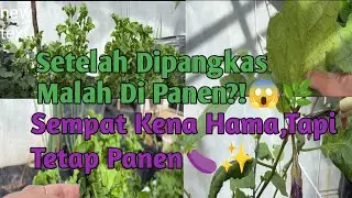 Dari Pangkas Jadi Panen | Stek Sayur Brazil & Semai Benih | Dunia hijau hana