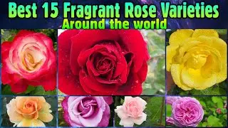 130 - Best 15 Fragrant Rose Varieties || Mr Lincoln, New Dawn, Radiant Perfume || Floral Gardening