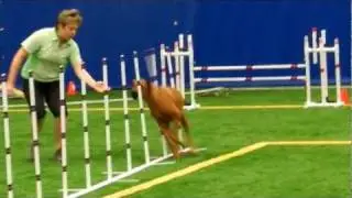 USDAA Agility Standard Performance I Rhodesian Ridgeback Alisa