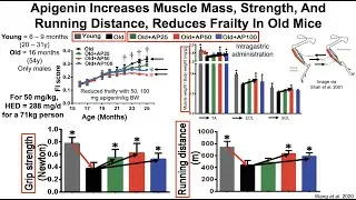 Apigenin Increases Muscle Mass And Improves Muscle Function In Both Young And Old Mice