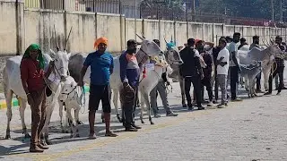 Beautiful hallikar cow and calves participation in Kengal cattle show 2026