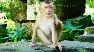 New abandoned monkey Alex c r y ing maybe he is hungry