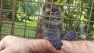 A very affectionate monkey