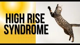 High-Rise Syndrome: Protecting Your Cat from Deadly Falls #HighRiseSyndrome #CatSafety #PetAwareness