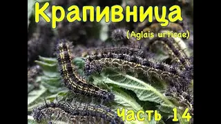 Метаморфоз крапивницы (Aglais urticae). Часть 14. Гусеницы 2023 года :)