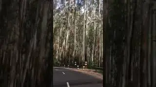 Nilgiri drive