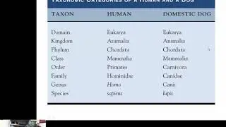 Animal Systematics