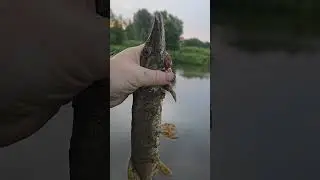 Щука испачкалась #щука #рыбалка