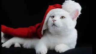 Country Christmas Music Song, Christmas Family Friends and You, Patty Weaver, Jenny Daniels Cover