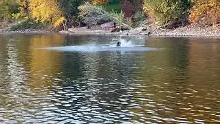 California Sea Lion - Lower American River, Sacramento, CA (2025)