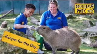 Be a Zookeeper for the day at Drusillas Park