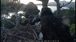 5/17/2025 Legit Wing Flapping