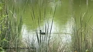 Sakarmeke / Eurasian Coot /  Fulica atra