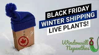 🎁   🌿  Winter Shipping Black Friday Nepenthes Unboxing - Saving Money For My Own Christmas Present