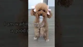 Hungry Puppy Problems 🥺 #shorts #dog