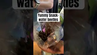 Snack time for adventurous couple- water beetles and froglet #foodie #travel #couple #angkorwat