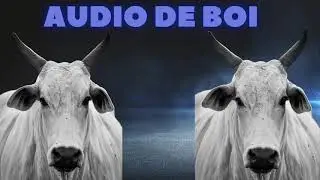 SOM DE ANIMAIS &ndash; AUDIO DE BOI, SOM DE BOI, BOI FAZENDO BARULHO, BOI MUGINDO, BOI