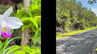 Hawaii Real Estate -  8th St, Volcano, HI 96785