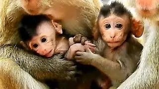 Very Sweet Love Baby Monkeys, Baby Viola Want Play Surprise Poor Baby Barbi.