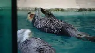 鳥羽水族館 ラッコ キラちゃんのフェイント「やっぱやーめた！」メイちゃん&主「えっ!?」