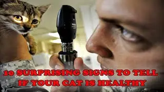 Healthy Cat : 10 Surprising Signs of a Healthy Cat 😻😻