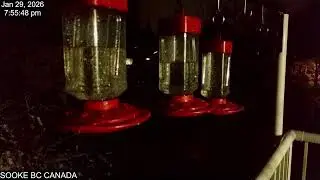 Hummingbirds Live,  Jan 29 2026