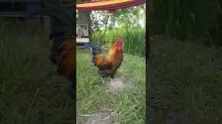 Chant du coq