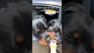 Perfect Summer Day with Ice Cream and Pets #dogs #pets