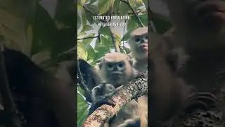 Top 5 Rarest Monkeys! 🐵🐒 #shorts