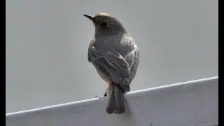 Black redstart and it's song