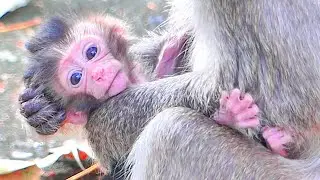 W@@W..!! Super Cute Newborn Tiny Baby Monkey Lily.
