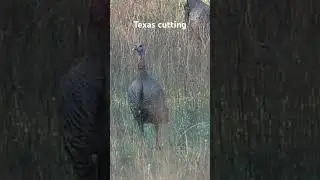 Turkey calling. Texas Hen Cutting #turkeyhunting #turkeyhunter #turkeycalling