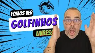 🐬 Golfinhos nadando soltos, num incrível passeio de barco.