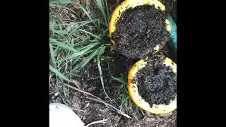 How I used orange peelings to propagate my African cherry tree?