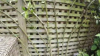 Re-tying a climbing rose to a trellis fence - part 2