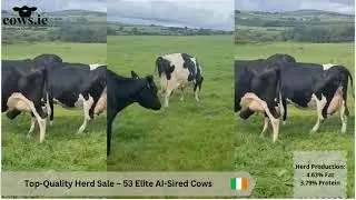 🚨, Top-Quality Herd Sale &ndash; 53 Elite AI-Sired Cows