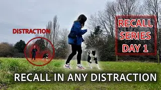 Teach Your Dog To LOOK AT YOU In Any Distraction (Recall Training) 🚀🐶🌟