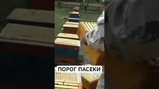 50 ульев &mdash; хобби. 300 &mdash; бизнес