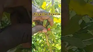 online sell fruits plants #miracle plant