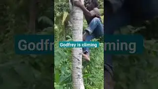 GODFREY IS CLIMING A COCONUT TREE 🌴 #beautiful #jamaica #skills #shortsvideo #shorts #subscribe