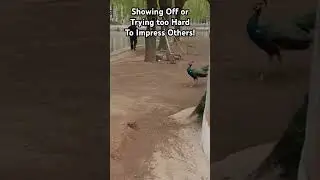 What Does It Mean To Dream About Peacocks? #peacocks #dreaminterpretation #dreammessage #dreamwalker