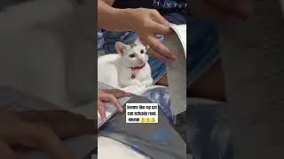 Cats can read? 🤔🤔🤔 #cats #cat #shorts #fyp
