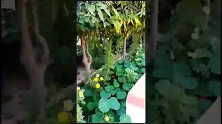 ☘️🌿🍀🍁🍂🌱