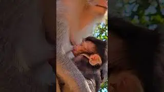Cute little monkey bites its mother's breast. ( Ep 2 ) [ #monkey ].