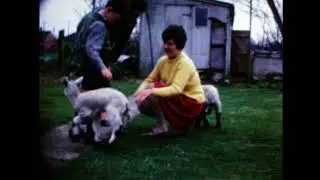 1967 Lambs at Callow End