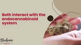 What's the Difference Between CBD and CBDA | The Baker&eacute;&eacute; | +1 206 466 2936