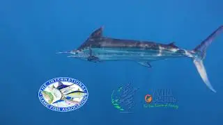 The Billfish Conservation Act is making a difference.
