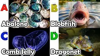 Изучаем названия морских животных | Песенка про морских животных | Самые популярные морские сущес...